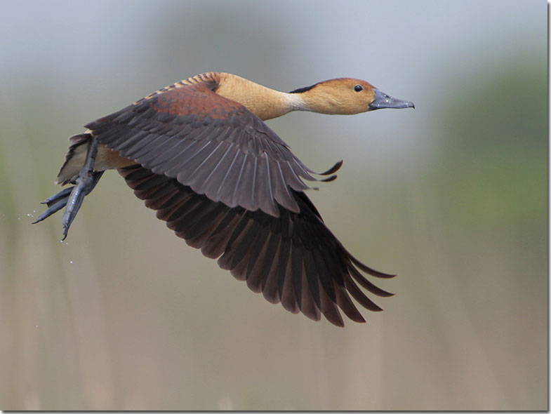 Fulvous Whistling Duck